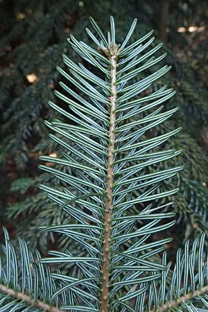 Abies nordmanniana \ Nordmann-Tanne, Kaukasus-Tanne / Nordmann Fir, Caucasian Fir, D Ennepetal 11.4.2025