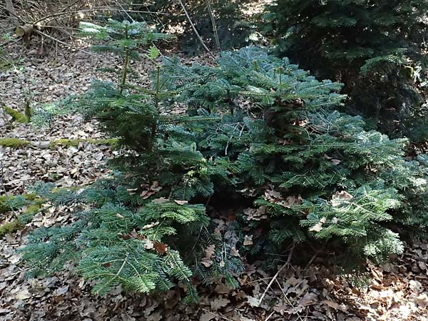 Abies nordmanniana \ Nordmann-Tanne, Kaukasus-Tanne / Nordmann Fir, Caucasian Fir, D Ennepetal 11.4.2025