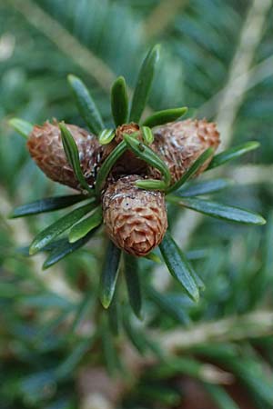 Abies nordmanniana \ Nordmann-Tanne, Kaukasus-Tanne / Nordmann Fir, Caucasian Fir, D Ennepetal 11.4.2025