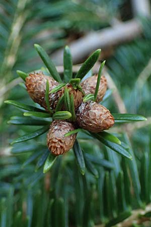 Abies nordmanniana \ Nordmann-Tanne, Kaukasus-Tanne / Nordmann Fir, Caucasian Fir, D Ennepetal 11.4.2025