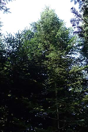 Abies nordmanniana \ Nordmann-Tanne, Kaukasus-Tanne / Nordmann Fir, Caucasian Fir, D Ennepetal 11.4.2025