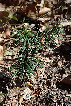Abies nordmanniana \ Nordmann-Tanne, Kaukasus-Tanne / Nordmann Fir, Caucasian Fir, D Ennepetal 11.4.2025