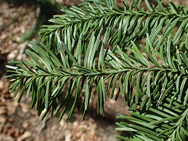 Abies nordmanniana \ Nordmann-Tanne, Kaukasus-Tanne / Nordmann Fir, Caucasian Fir, D Ennepetal 11.4.2025