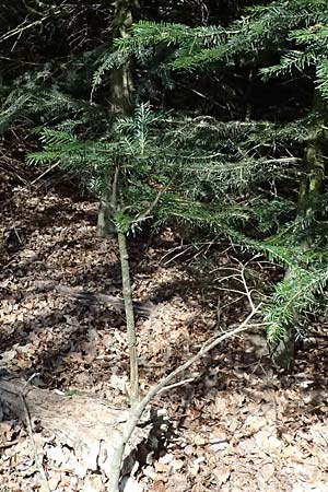 Abies nordmanniana \ Nordmann-Tanne, Kaukasus-Tanne / Nordmann Fir, Caucasian Fir, D Ennepetal 11.4.2025