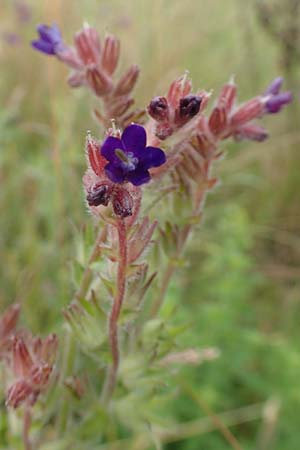 Anchusa officinalis \ Gew�hnliche Ochsenzunge / Common Bugloss, D Elsenfeld am Main 11.6.2016