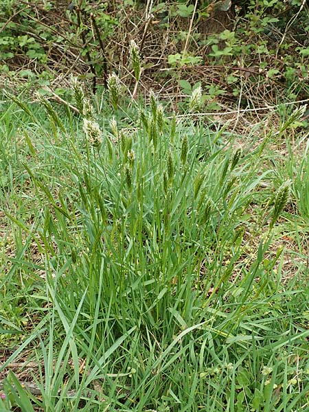 Anthoxanthum odoratum \ Gew�hnliches Ruch-Gras / Sweet Vernal Grass, D Kleinwallstadt am Main 8.4.2017