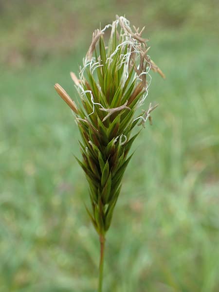 Anthoxanthum odoratum \ Gew�hnliches Ruch-Gras / Sweet Vernal Grass, D Kleinwallstadt am Main 8.4.2017