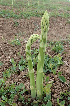 Asparagus officinalis \ Gem�se-Spargel / Garden Asparagus, Wild Asparagus, D Ladenburg 4.5.2017