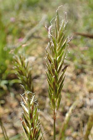 Anthoxanthum odoratum \ Gew�hnliches Ruch-Gras / Sweet Vernal Grass, D Wagh&auml;usel-Wiesental 15.4.2020