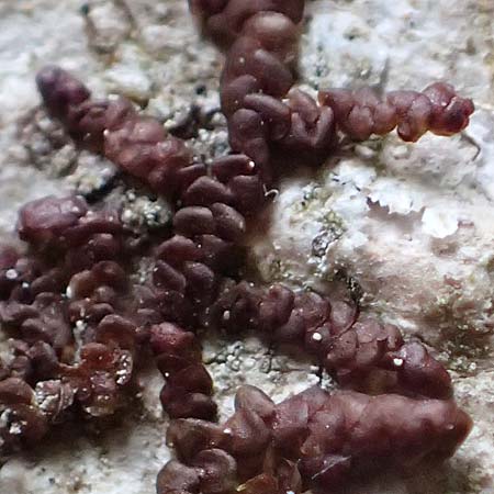 Alyxoria ochrocheila \ Ockerfr&uuml;chtige Zeichen-Flechte / Scribble Lichen, D Simmerath-Erkensruhr 9.6.2020