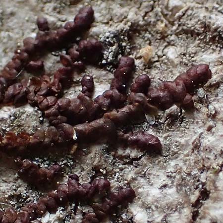 Alyxoria ochrocheila \ Ockerfr&uuml;chtige Zeichen-Flechte / Scribble Lichen, D Simmerath-Erkensruhr 9.6.2020