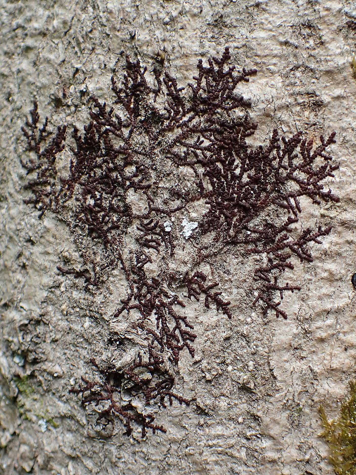 Alyxoria ochrocheila \ Ockerfr&uuml;chtige Zeichen-Flechte / Scribble Lichen, D Simmerath-Erkensruhr 9.6.2020