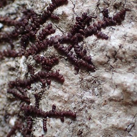 Alyxoria ochrocheila \ Ockerfr&uuml;chtige Zeichen-Flechte / Scribble Lichen, D Simmerath-Erkensruhr 9.6.2020