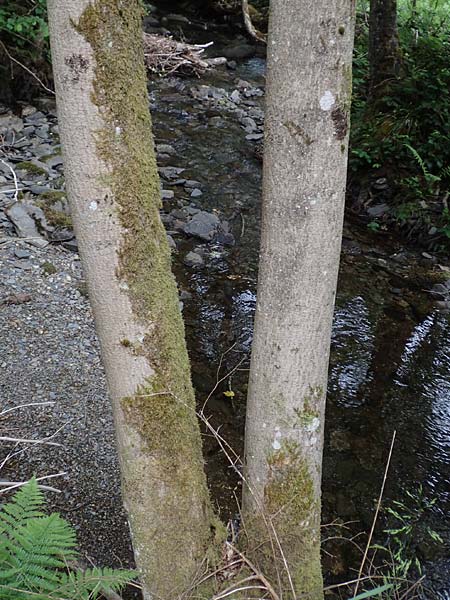 Alyxoria ochrocheila \ Ockerfr&uuml;chtige Zeichen-Flechte / Scribble Lichen, D Simmerath-Erkensruhr 9.6.2020