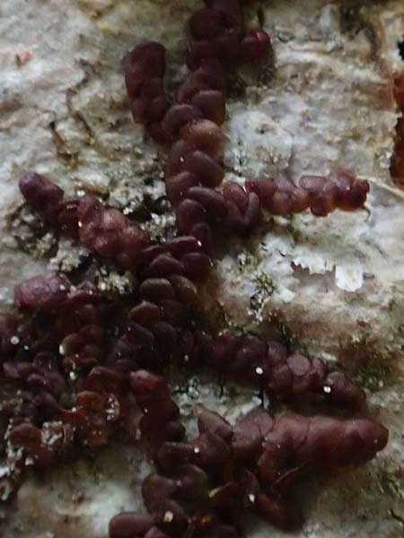 Alyxoria ochrocheila \ Ockerfr&uuml;chtige Zeichen-Flechte / Scribble Lichen, D Simmerath-Erkensruhr 9.6.2020