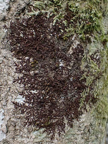 Alyxoria ochrocheila \ Ockerfr&uuml;chtige Zeichen-Flechte / Scribble Lichen, D Simmerath-Erkensruhr 9.6.2020