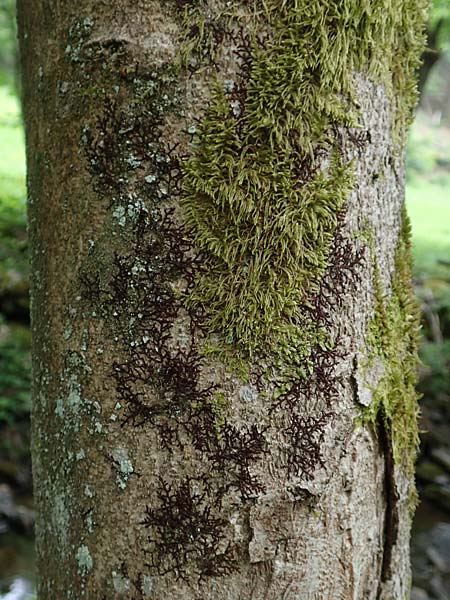 Alyxoria ochrocheila \ Ockerfr&uuml;chtige Zeichen-Flechte / Scribble Lichen, D Simmerath-Erkensruhr 9.6.2020
