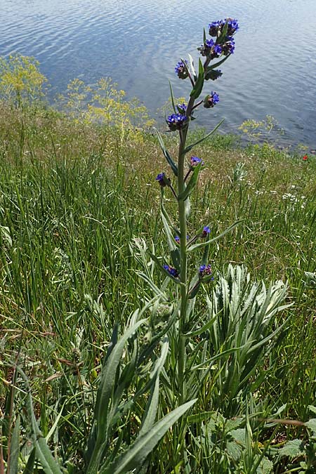 Anchusa officinalis subsp. procera \ Gro&szlig;e Ochsenzunge / Tall Bugloss, D Mannheim 13.5.2021