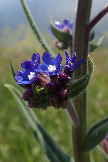 Anchusa officinalis subsp. procera \ Gro&szlig;e Ochsenzunge / Tall Bugloss, D Mannheim 13.5.2021