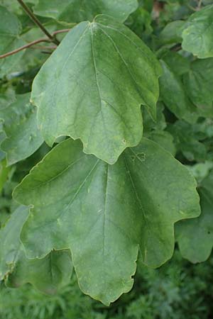 Acer obtusatum \ Schneeball-Ahorn / Bosnian Maple, Italian Maple, D Mannheim 13.5.2021