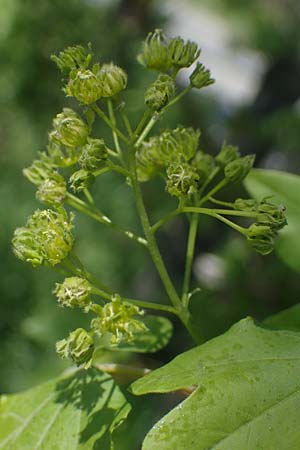 Acer obtusatum \ Schneeball-Ahorn / Bosnian Maple, Italian Maple, D Mannheim 18.4.2022