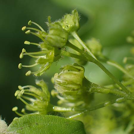 Acer obtusatum \ Schneeball-Ahorn / Bosnian Maple, Italian Maple, D Mannheim 18.4.2022