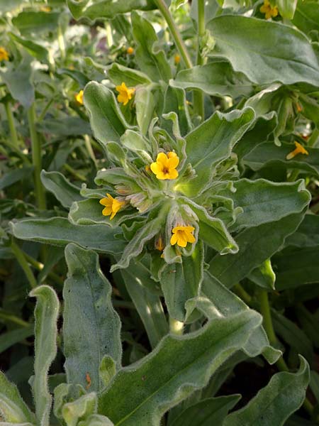 Alkanna orientalis \ Orientalische Schminkwurz, Mundholz / Yellow Alkanet, Oriental Alkanet, D   8.4.2024