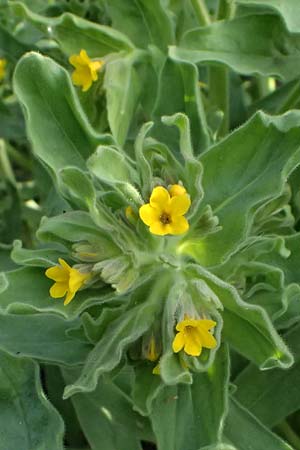Alkanna orientalis \ Orientalische Schminkwurz, Mundholz / Yellow Alkanet, Oriental Alkanet, D   8.4.2024