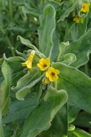 Alkanna orientalis \ Orientalische Schminkwurz, Mundholz / Yellow Alkanet, Oriental Alkanet, D   8.4.2024