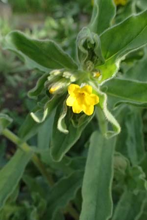 Alkanna orientalis \ Orientalische Schminkwurz, Mundholz / Yellow Alkanet, Oriental Alkanet, D   8.4.2024