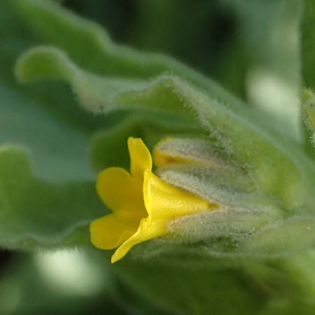 Alkanna orientalis \ Orientalische Schminkwurz, Mundholz / Yellow Alkanet, Oriental Alkanet, D   8.4.2024