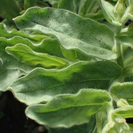 Alkanna orientalis \ Orientalische Schminkwurz, Mundholz / Yellow Alkanet, Oriental Alkanet, D   8.4.2024