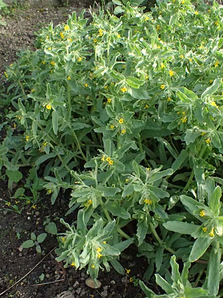 Alkanna orientalis \ Orientalische Schminkwurz, Mundholz / Yellow Alkanet, Oriental Alkanet, D   8.4.2024