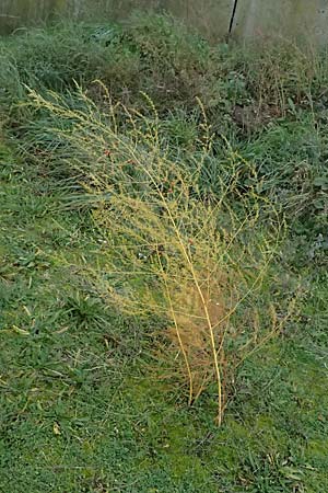 Asparagus officinalis \ Gem�se-Spargel / Garden Asparagus, Wild Asparagus, D Mannheim 3.11.2025