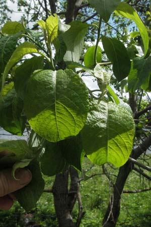 Salix appendiculata \ Schlucht-Weide / Large-Leaved Willow, D Schwarzwald/Black-Forest, Feldsee 18.5.2007