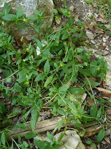 Asperugo procumbens \ Scharfkraut, Schlangen&auml;uglein / German Madwort, D Blaubeuren 2.6.2015