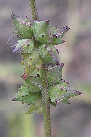 Atriplex patula \ Spreizende Melde, Gew�hnliche Melde / Spreading Orache, Common Orache, D Philippsburg 28.9.2013