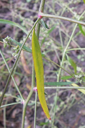 Atriplex patula \ Spreizende Melde, Gew�hnliche Melde / Spreading Orache, Common Orache, D Philippsburg 28.9.2013