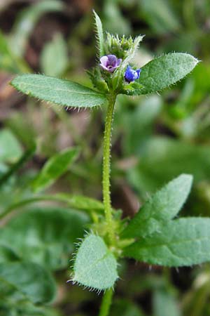 Asperugo procumbens \ Scharfkraut, Schlangen&auml;uglein / German Madwort, D Blaubeuren 2.6.2015