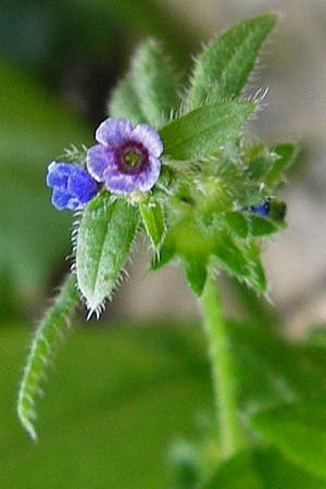 Asperugo procumbens \ Scharfkraut, Schlangen&auml;uglein / German Madwort, D Blaubeuren 2.6.2015