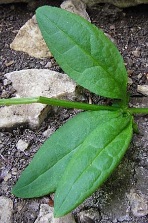 Asperugo procumbens \ Scharfkraut, Schlangen&auml;uglein / German Madwort, D Blaubeuren 2.6.2015