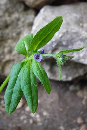 Asperugo procumbens \ Scharfkraut, Schlangen&auml;uglein / German Madwort, D Blaubeuren 2.6.2015