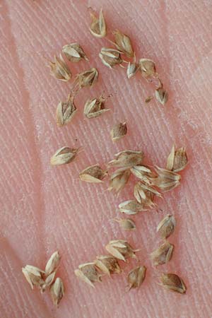 Amaranthus powellii \ Gr�n�hriger Amaranth / Green Pigweed, D Mannheim 20.9.2015