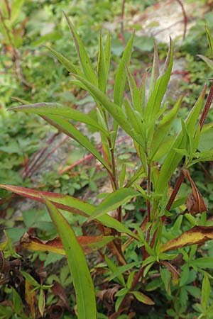 Symphyotrichum lanceolatum \ Lanzett-Herbst-Aster / Narrow-Leaved Michaelmas Daisy, White Panicle Aster, D Karlsruhe 3.10.2015