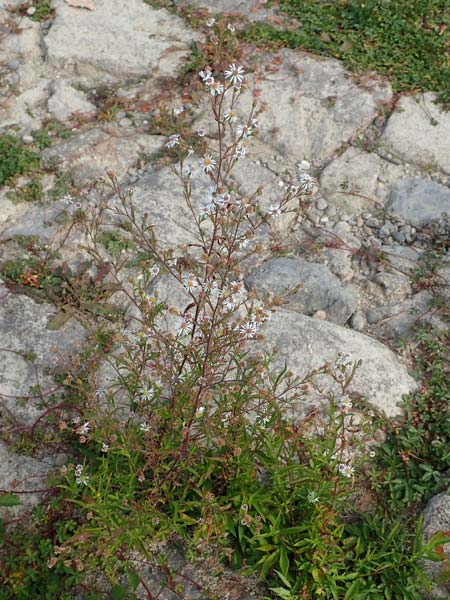Symphyotrichum lanceolatum \ Lanzett-Herbst-Aster / Narrow-Leaved Michaelmas Daisy, White Panicle Aster, D Karlsruhe 3.10.2015