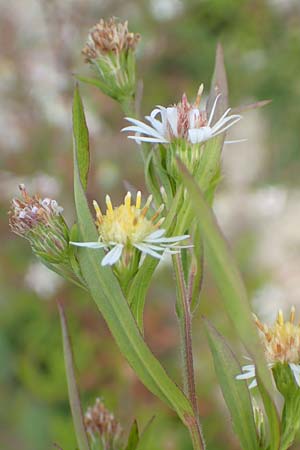 Symphyotrichum lanceolatum \ Lanzett-Herbst-Aster / Narrow-Leaved Michaelmas Daisy, White Panicle Aster, D Karlsruhe 3.10.2015