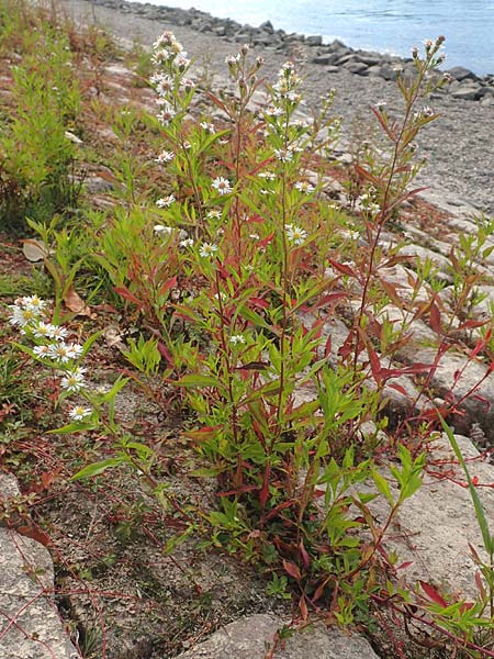 Symphyotrichum lanceolatum \ Lanzett-Herbst-Aster / Narrow-Leaved Michaelmas Daisy, White Panicle Aster, D Karlsruhe 3.10.2015