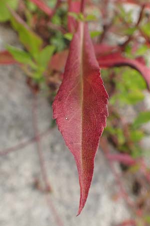 Symphyotrichum lanceolatum \ Lanzett-Herbst-Aster / Narrow-Leaved Michaelmas Daisy, White Panicle Aster, D Karlsruhe 3.10.2015