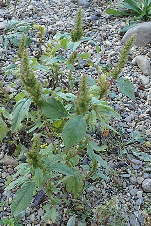 Amaranthus powellii \ Gr�n�hriger Amaranth / Green Pigweed, D Dresden 3.11.2015
