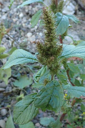Amaranthus powellii \ Gr�n�hriger Amaranth / Green Pigweed, D Dresden 3.11.2015
